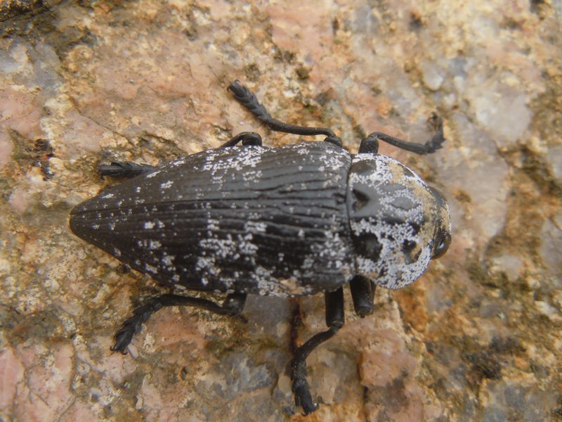 Buprestidae dalla Gallura 1: Capnodis cariosa